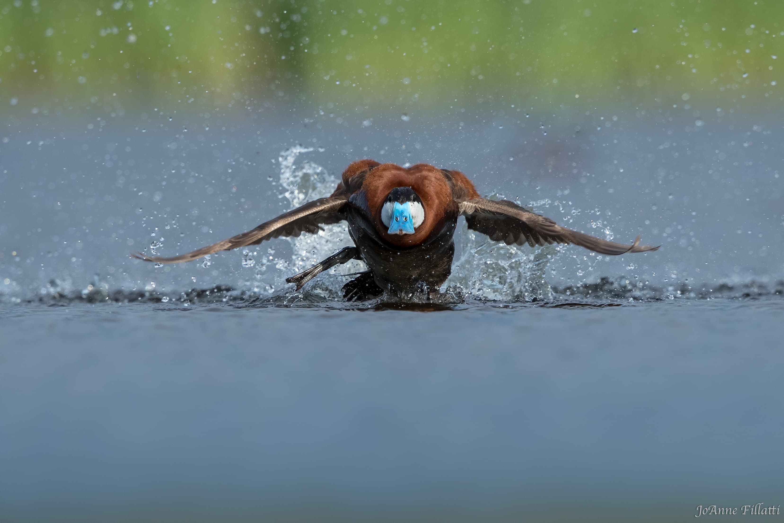 bird of british columbia image 24